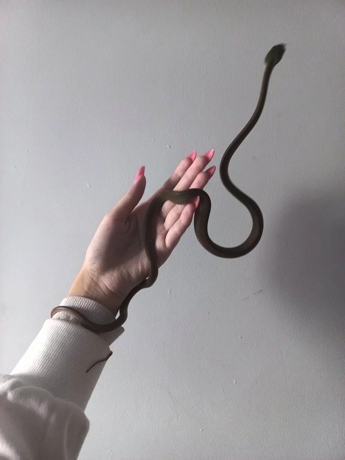 The snake is - My, Pets, The photo, Snake, Boyga, Video, Soundless, Vertical video, Longpost