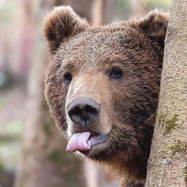 Be-e - Brown bears, The Bears, Predatory animals, Mammals, Wild animals, wildlife, Nature, The photo, Language