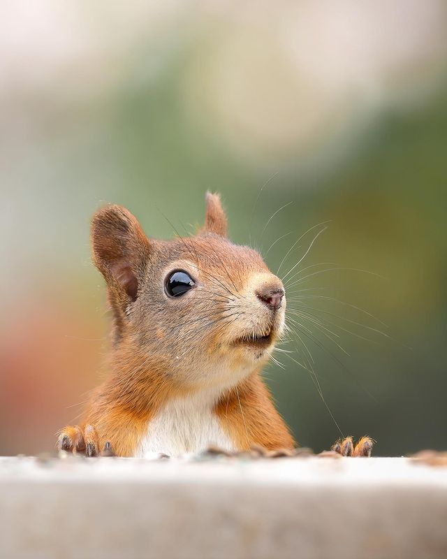 Are there seeds? - Squirrel, Rodents, Mammals, Animals, wildlife, Nature, The photo