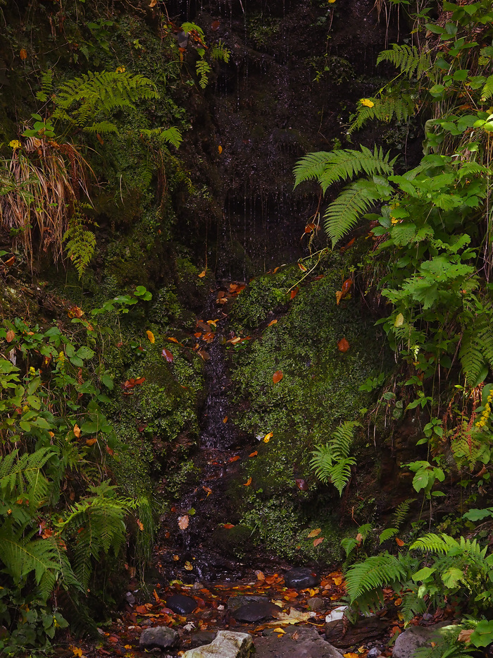 Парк водопадов «Менделиха» Фотография, Горы, Лес, Горная река, Длиннопост, Красная Поляна