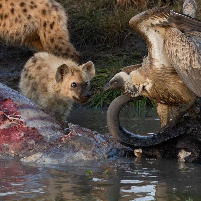 Help yourself, there's enough for everyone - Spotted Hyena, Hyena, Predatory animals, Mammals, Birds, Predator birds, Animals, Wild animals, wildlife, Nature, South Africa, The photo, Mining, Carcass, Water, Young