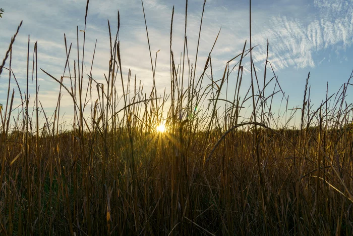 Sun, sky, spikelets - My, The photo, Sony, The sun, Sky, Spikelet