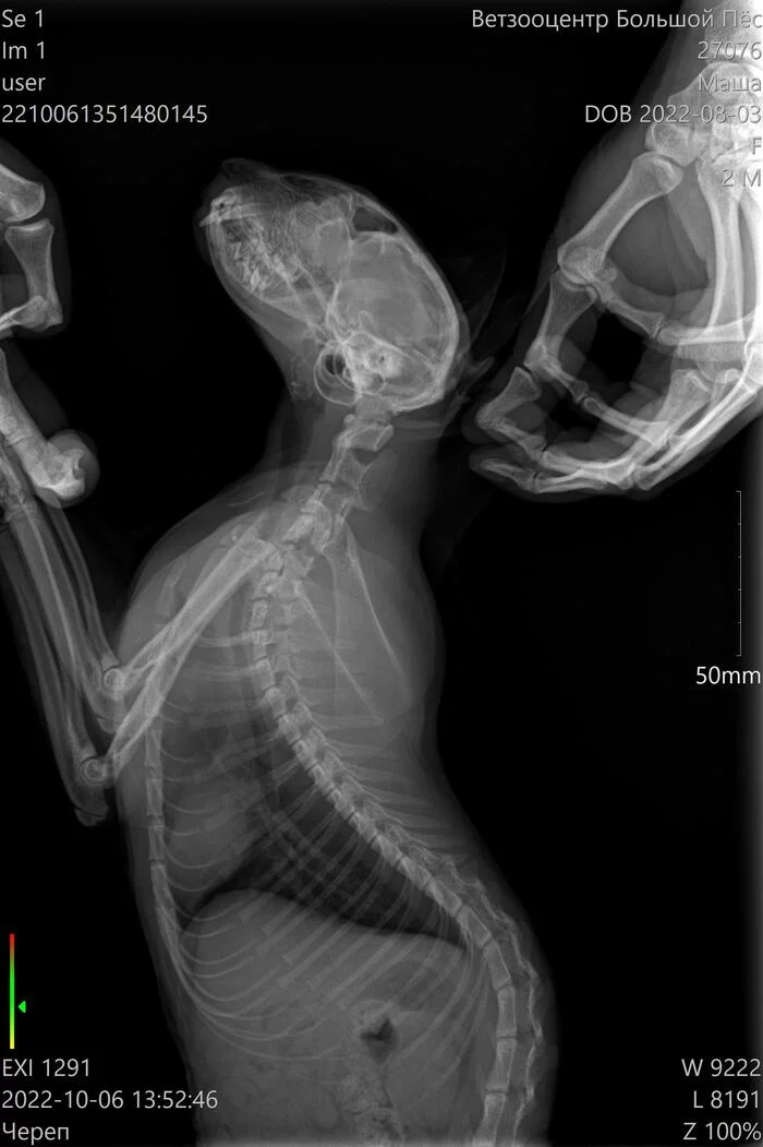 Need help, broken cat's spine - cat, Fracture, Veterinary, No rating