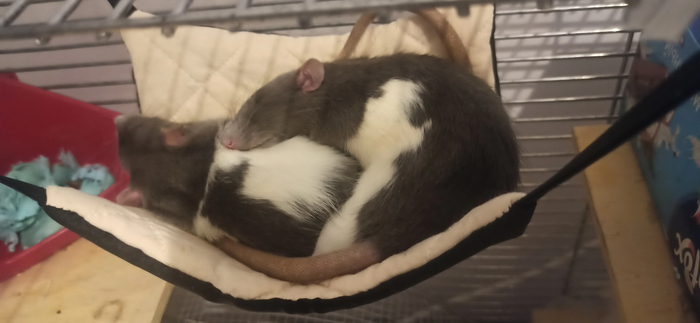 Тем, кто ложится спать - спокойного сна Декоративные крысы, Крыса, Домашние животные