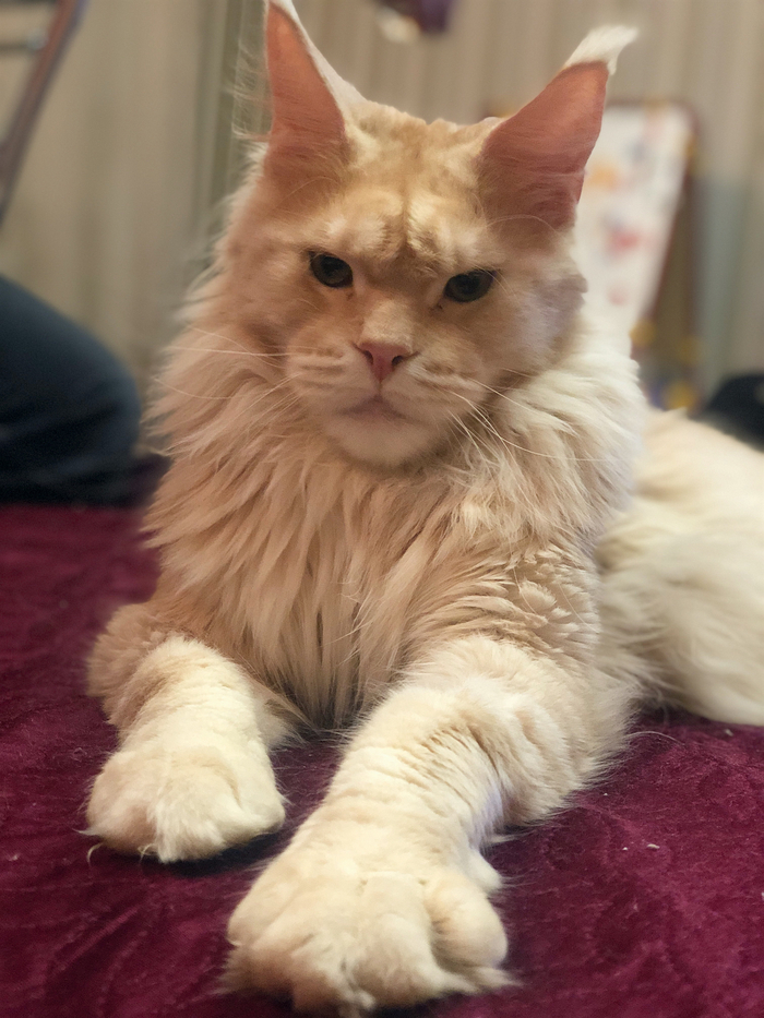 Царь. Просто царь