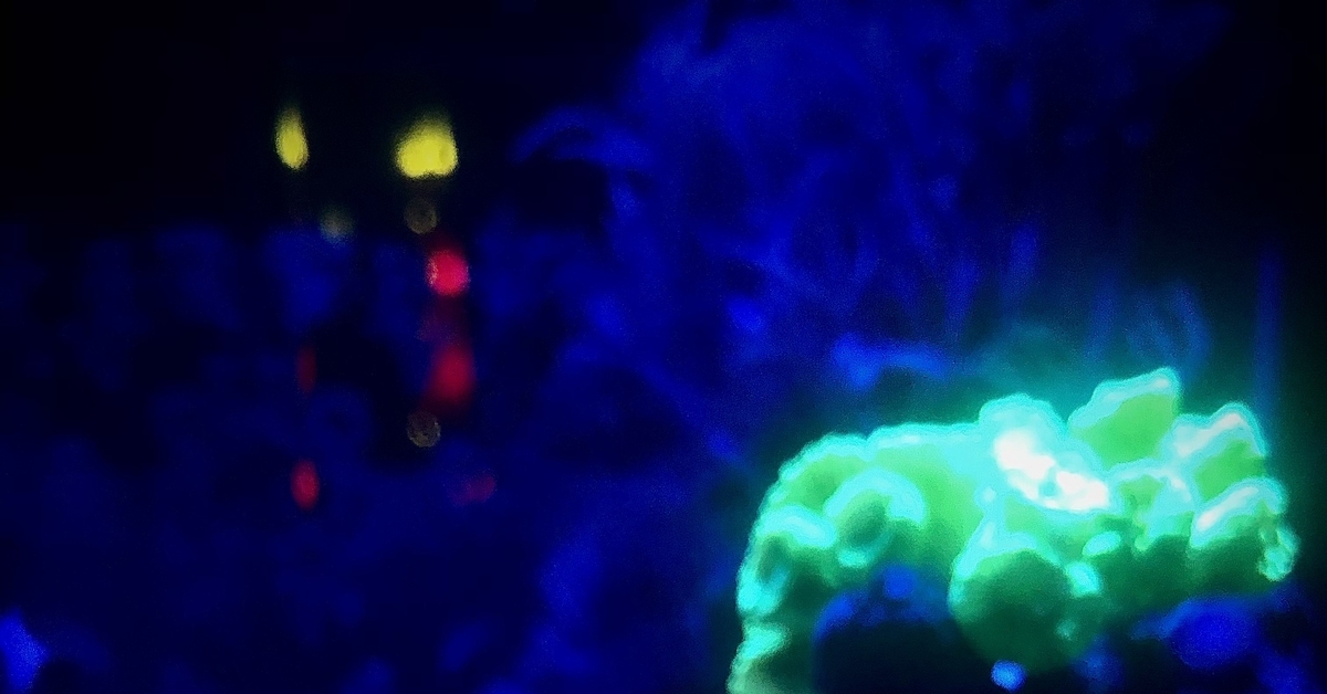 Кислота в аквариуме | Пикабу