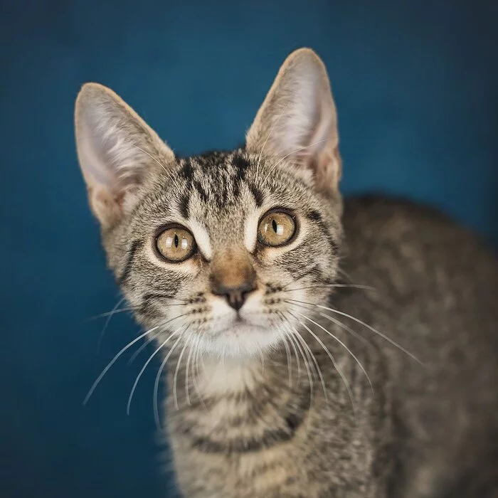 Stitch is looking for a home! - In good hands, Helping animals, Animal shelter, cat, Homeless animals, Tricolor cat, No rating, Kittens, Animal Rescue, Longpost