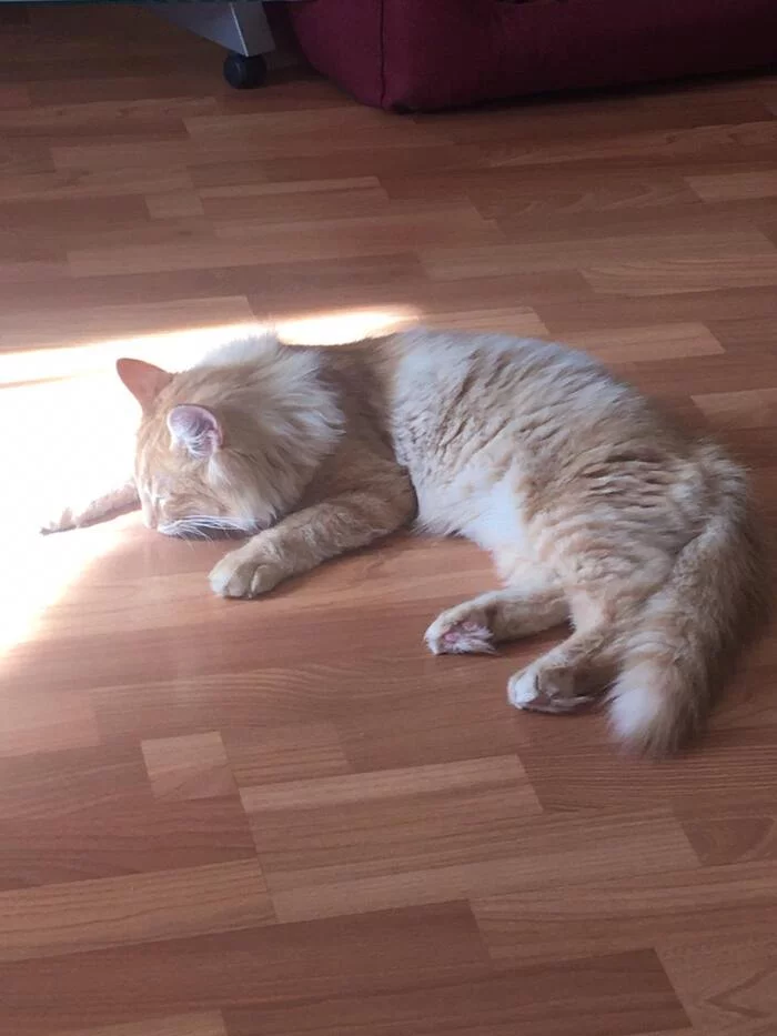 What does the sun smell like? - cat, The photo, The sun, Norwegian Forest Cat