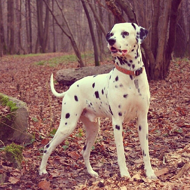 Dalmatian in Izmailovo - My, Milota, Images, Kus, 101 dalmatians, Dalmatian, Dog