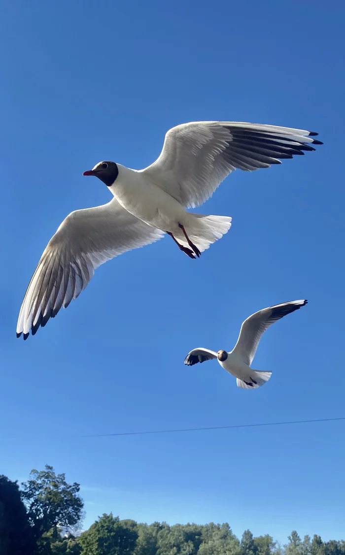 Reply to the post In response to the post Everyone should have the same frame on the phone - My, Mobile photography, Crimea, A wave of posts, Reply to post, The photo, Nature, beauty, Longpost