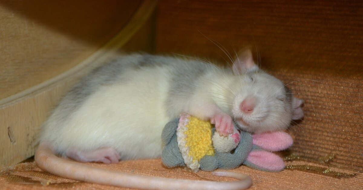 Почему крысы спят. Спящие крысы. Сонная крыса.
