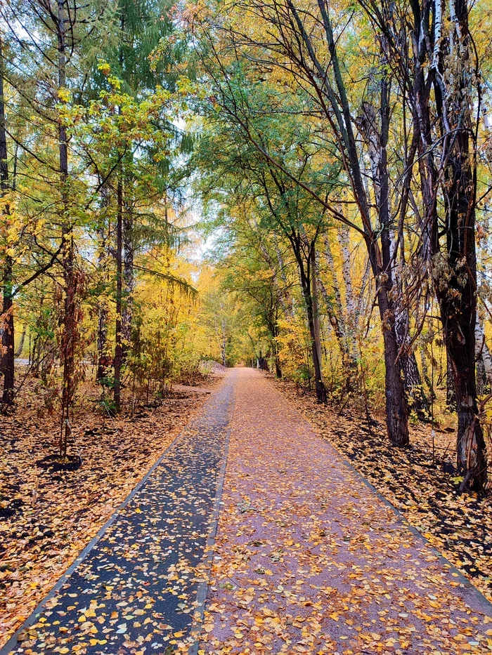 The new look of the Yubileiny park. Barnaul - My, The park, Barnaul, Altai region, Summer, Autumn, Leaves, Revival, Longpost