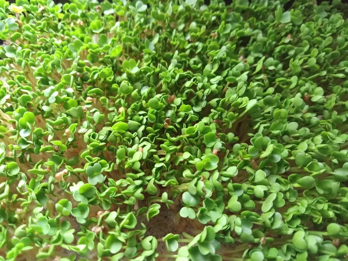 My vegetable garden - Thoughts, Joy, Hobby, Work, Relaxation, Microgreens, My