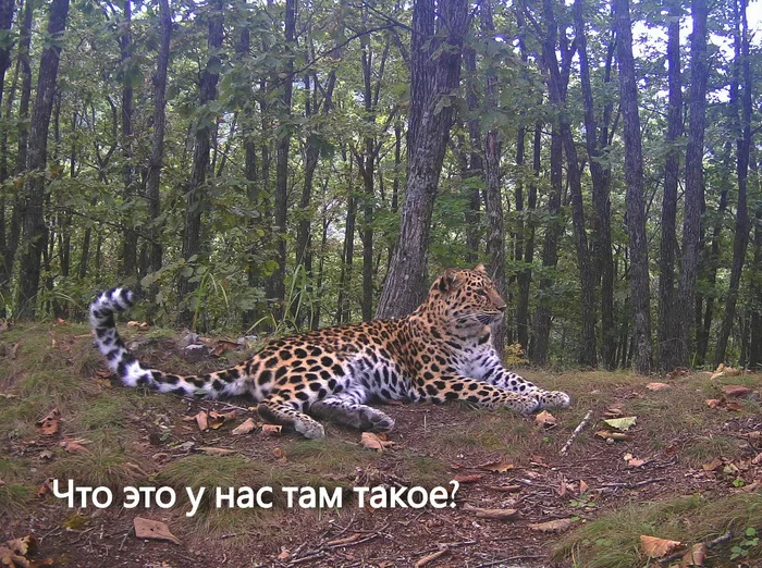 The main thing is that the paws are in order - Far Eastern leopard, Lick, The photo, Land of the Leopard, Leopard, Phototrap, Primorsky Krai, wildlife, Predatory animals, beauty, Wild animals, Big cats, Cat family, Longpost