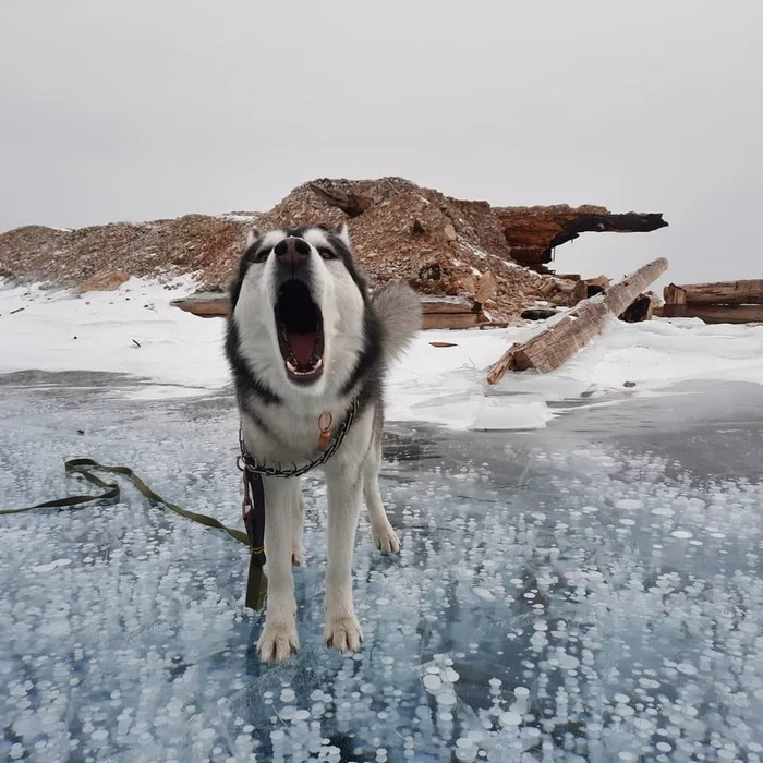 The dog found bubbles on Lake Baikal. Called to take pictures - Baikal, Dog, Husky, Relaxation, Pets, The photo