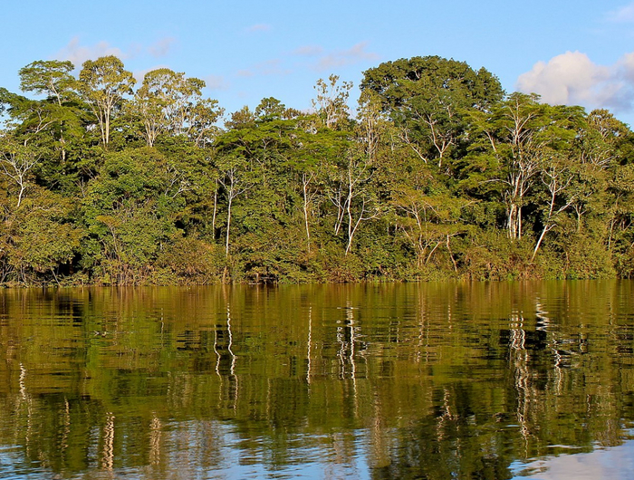 Правда ли, что леса Амазонии производят 20% всего кислорода на Земле? Лес, Растения, Природа, Экология, Познавательно, Исследования, Интересное, Ученые, Биология, Вокруг света, Наука, Длиннопост