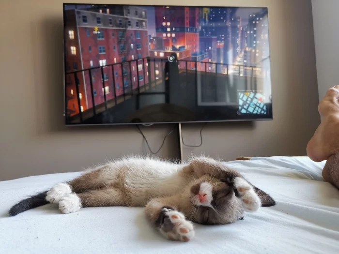 Котёнок Гав - Моё, Кот, Милота, Котенок Гав, Длиннопост, Было-Стало