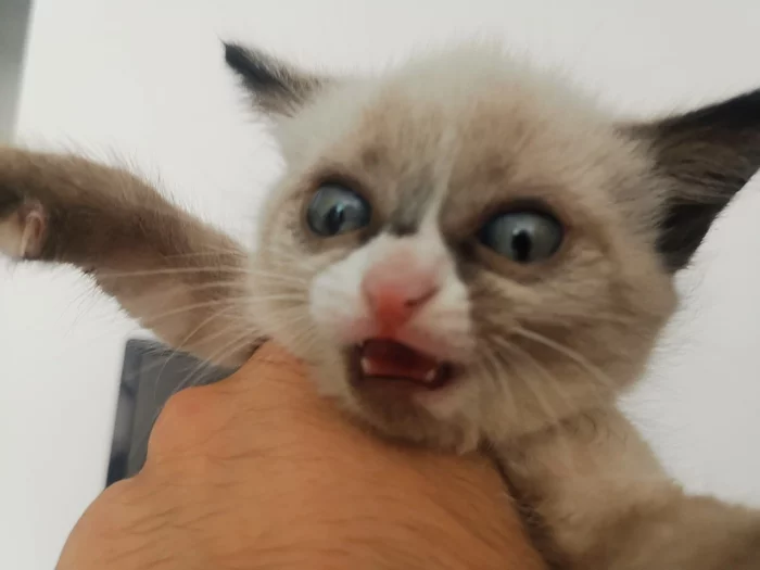 Котёнок Гав - Моё, Кот, Милота, Котенок Гав, Длиннопост, Было-Стало