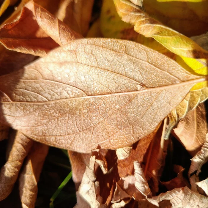 Teplok - My, Novosibirsk, Autumn, Pervomaisky Square, Leaves, Longpost