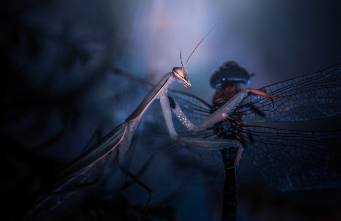 Милейшее создание - богомол