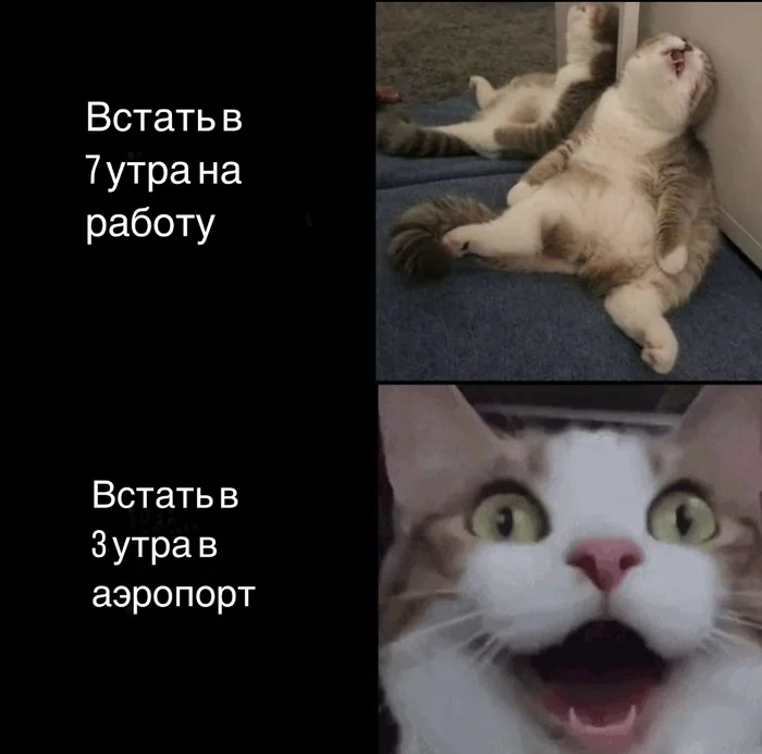 И так каждый раз - 9GAG, Работа, Подъем, Кот, Усталость, Аэропорт, Сон