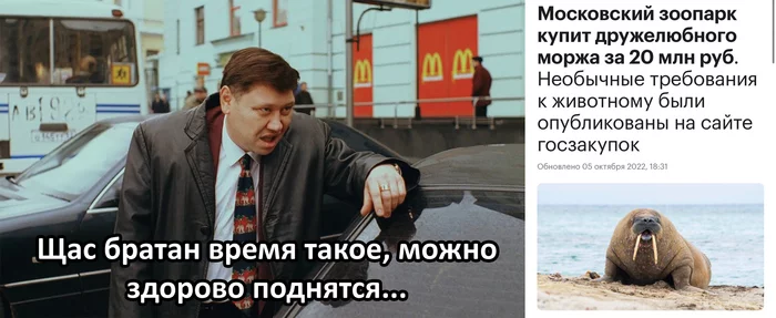 How to get up? - Memes, Zoo, Animals, Government purchases, Zhmurki, Walruses