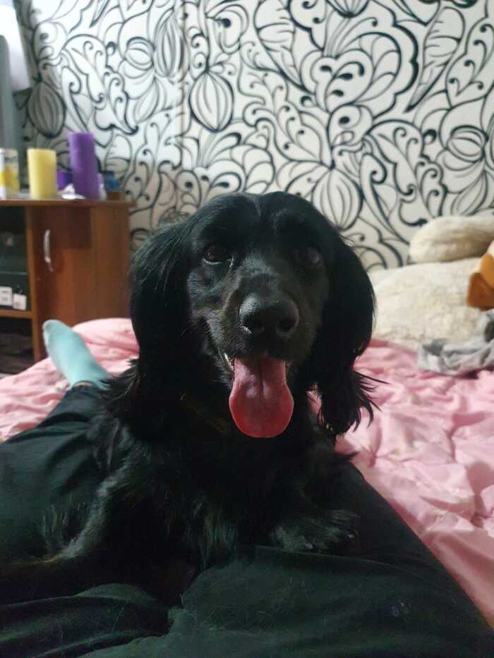 Looking for old or new owners, Irkutsk - My, Irkutsk, Dog, Lost, Homeless animals, Angarsk, Found a dog, Spaniel, Cocker Spaniel, Longpost, No rating, In good hands