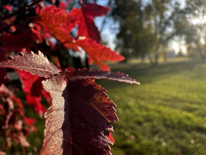 Last sunny days - The photo, Mobile photography, Autumn, iPhone, Autumn leaves