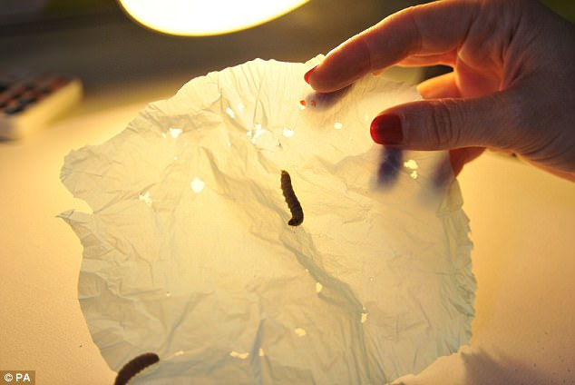 Wax moth larvae recycle plastic in hours - Wax Moth, Polyethylene, Waste, Waste recycling, Scientists, Research, Commercialization, Plastic, Video, Youtube, Longpost