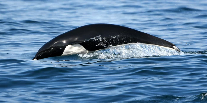 northern right whale dolphin - Marine life, Cetaceans, Dolphin, Pacific Ocean