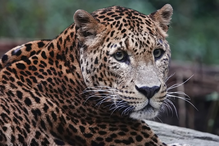 Шри-ланкийская пантера