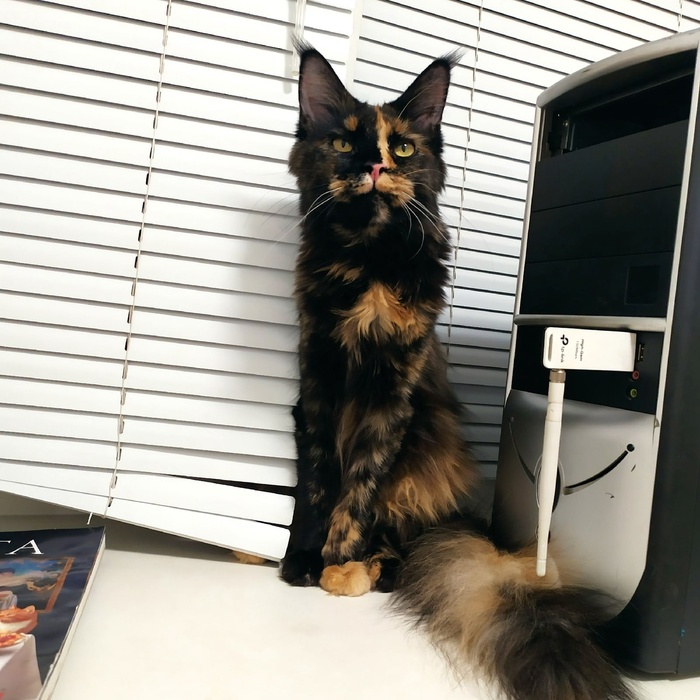     , ,   , Hello Kitty, ,  ,  , ,   , , 