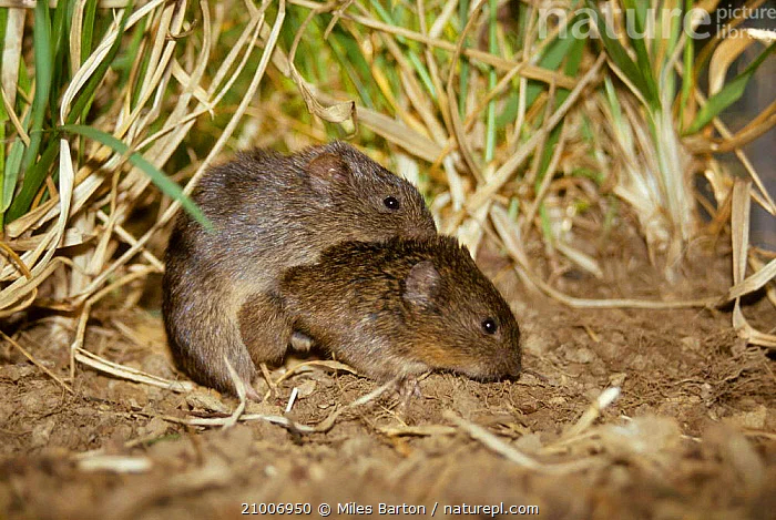 Yellow-Bellied Vole: A small mouse with a gift for empathy. Cares about others, which helps them survive the terrible moments of life - Vole, Mouse, Animal book, Yandex Zen, Longpost