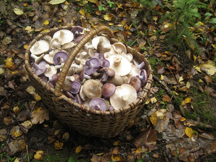 The farther into the forest, the thicker the talkers - My, Mushrooms, Forest, Collection, Nature, Tricholoma, Autumn, Longpost