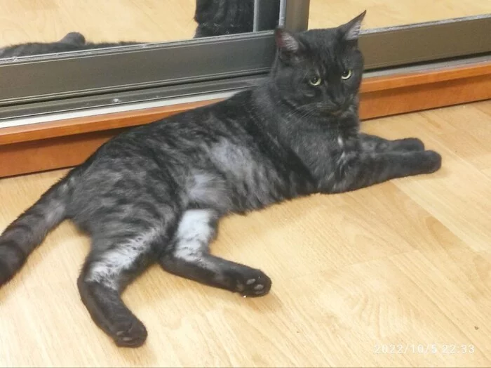 Continuation of the post “Kos really needs his home. The previous owners sent him for a walk for good. SPB and LO. No rating - My, cat, Saint Petersburg, Leningrad region, Video, Longpost, Found a home, Animal Rescue, Reply to post