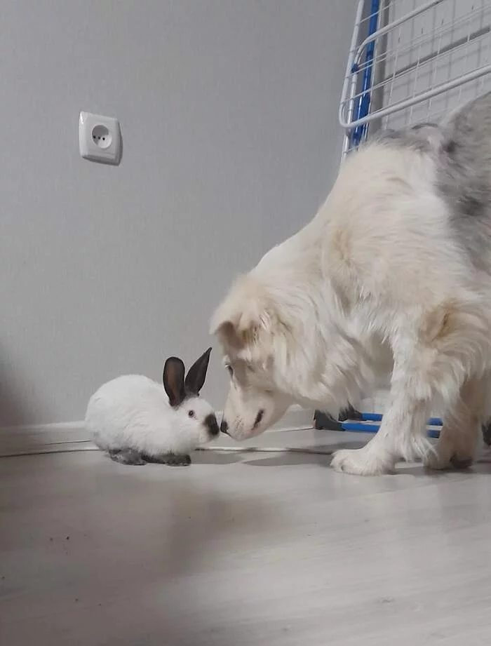 New friend - My, Puppies, Dog days, Dog, friendship, Rabbit