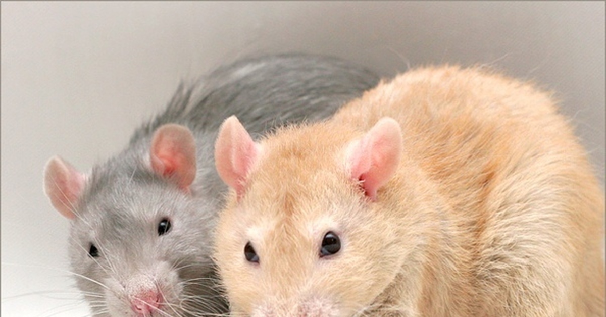 Мышь хомячков. Крыса и хомяк. Хомяк и мышь. Крысиный хомяк. Мышка и крыска.