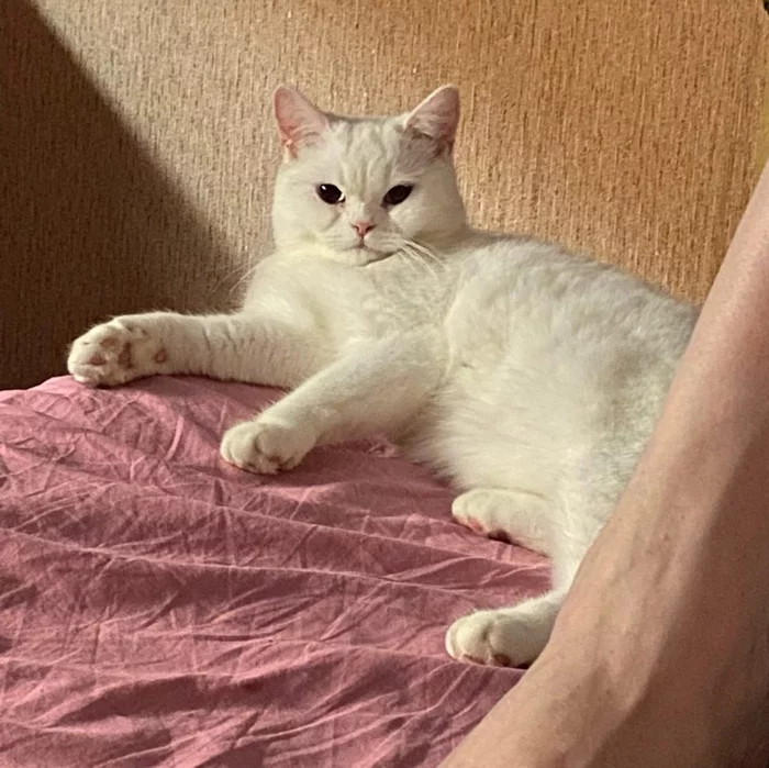 Continuation of the post Kolpino! Whose cat? Dirty, scared, hungry. Much needed respite. St. Petersburg and Leningrad Region - My, cat, Saint Petersburg, Leningrad region, Kolpino, Longpost, Found a home, Animal Rescue, Reply to post