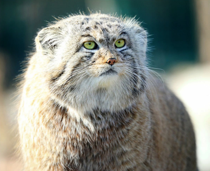 ���������� ��� ��������?