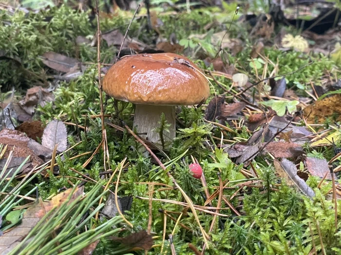 After the rain - My, Mushrooms, Gifts of nature, Forest, Mobile photography, Nizhny Novgorod Region, Longpost