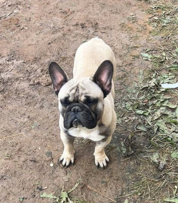 French bulldog looking for a home, Moscow and Moscow region - My, In good hands, Dog, French Bulldog, Moscow, No rating, Longpost