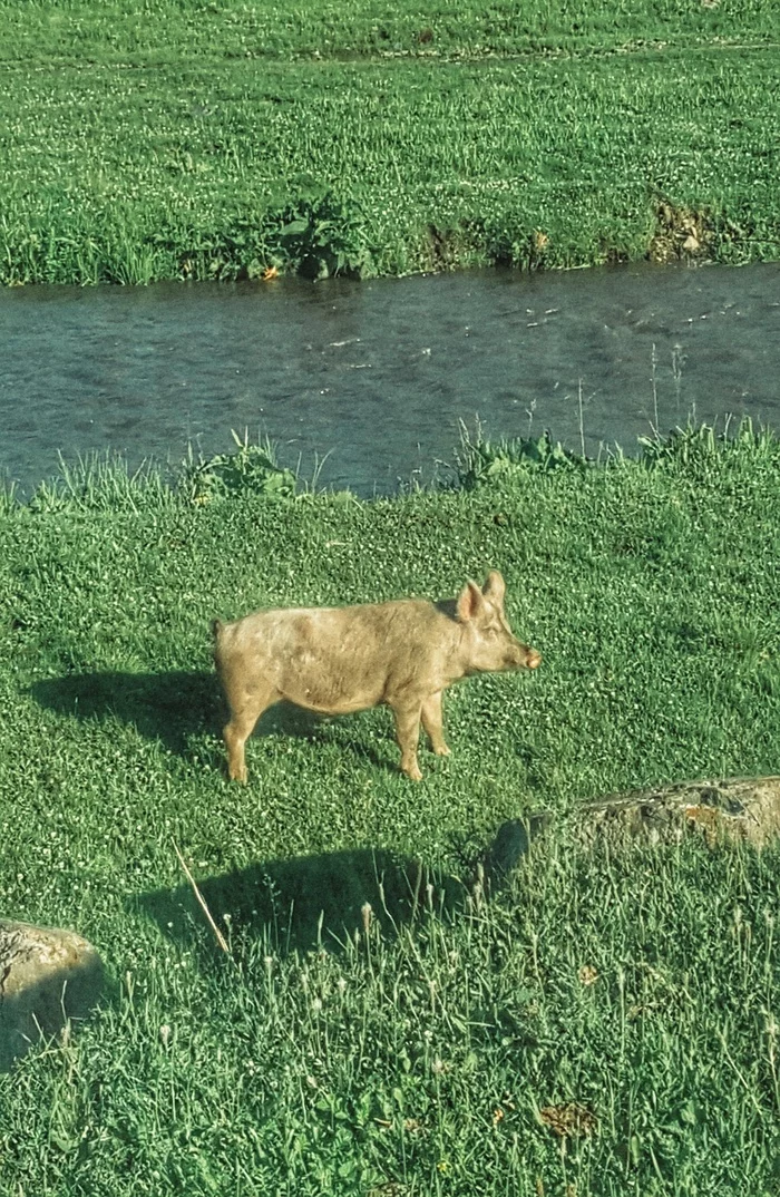 Piggy - My, Nature, Animals, Wild animals, Summer, Russia, Tourism, Travels