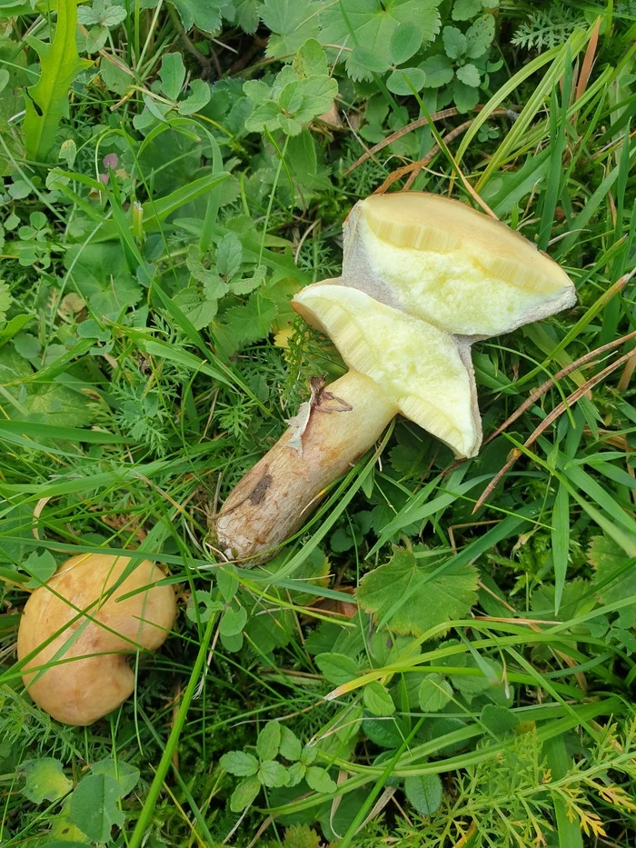 garden mushrooms) - My, Mushrooms, Garden, Harvest, Longpost, No rating