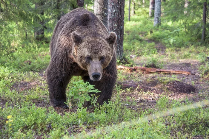 Man survives fight with bear - The Bears, Dangerous animals, Brown bears, Wild animals, Attack, Survivor, Injury, Video, Youtube, Longpost