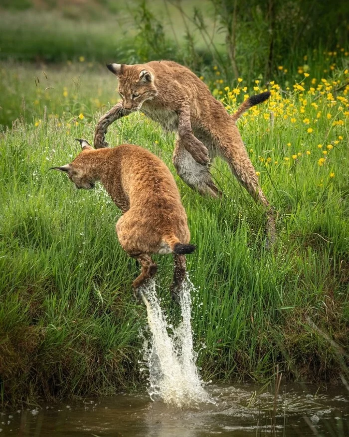 Continuation of the post Jump - Lynx, Small cats, Cat family, Predatory animals, Animals, Wild animals, wildlife, Nature, The photo, Bounce, Water, Reply to post