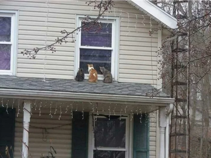 furry voyeurs - cat, Roof, Window, Peeping, Pets