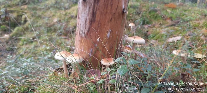 Mushroom motifs... - My, The photo, Mushrooms, Macro photography, Forest