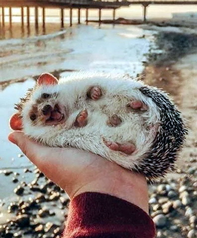 Milota - Humor, Positive, Picture with text, Milota, Hedgehog, Paws