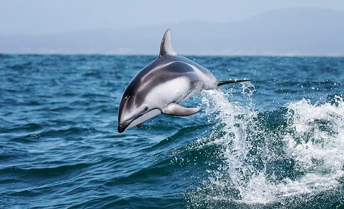 Pacific white-sided dolphin - Dolphin, Cetaceans, Marine life, Pacific Ocean, Longpost