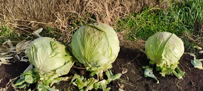 The cabbage harvest exceeded all expectations! Cleaning and preparation for storage - My, Cabbage, Harvest, Garden, Plants, Cleaning, Video